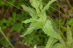 Yellow glandweed